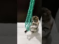 Relaxing 🧶 🌈 SatisfyingASMR Cat ReverseBeads Fun#shorts #cat #asmr #beads#satisfying