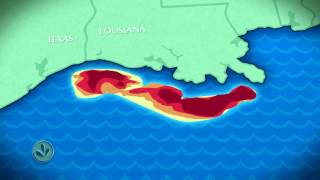 Why Scientists are Concerned about the Gulf of Mexico by Harvest Public Media 30,316 views 7 years ago 1 minute, 50 seconds