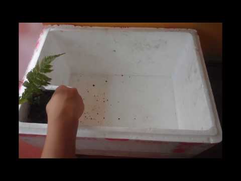Video Cách Làm Hồ Cá Bằng Thùng Xốp • Đơn Giản - Rẻ - Mà Đẹp - youtube