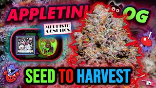 APPLETINI OG 🐻🍎 | Mephisto Genetics SEED to HARVEST Autoflower Grow