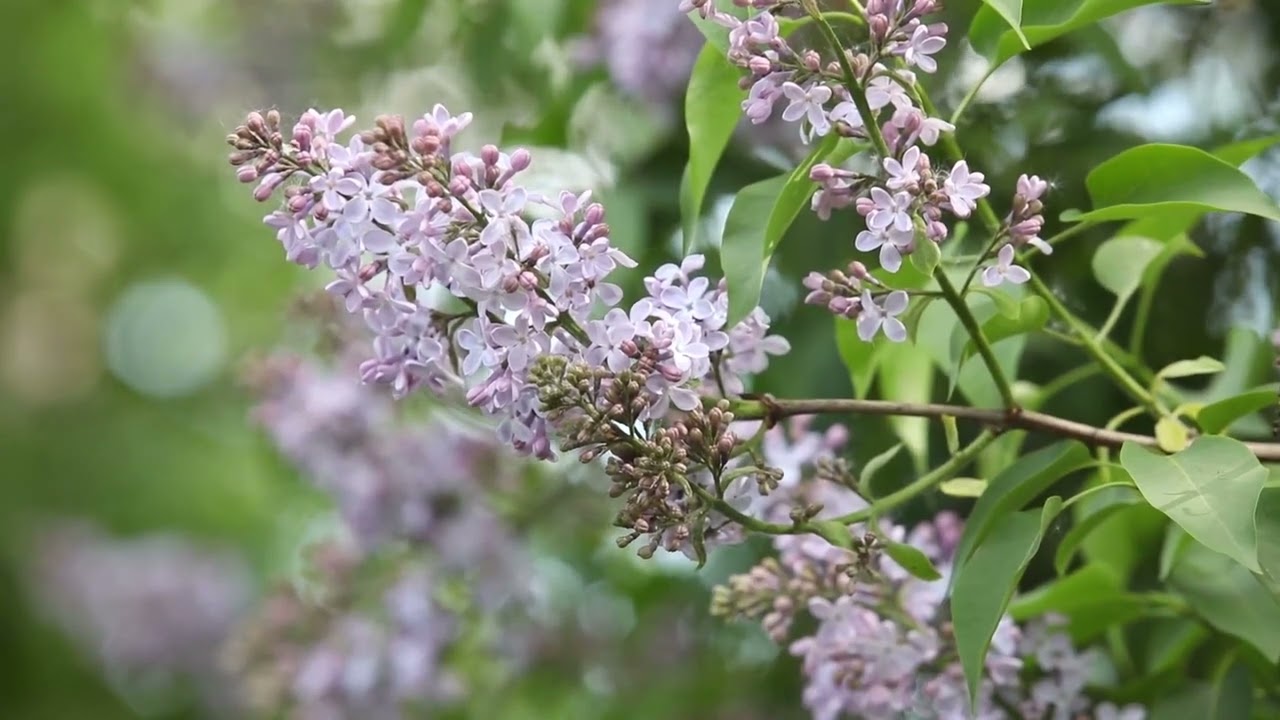 Perquè has vingut, Joan Salvat-Papasseit