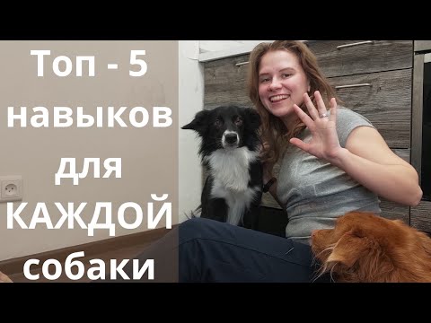 Видео: 3 команды спасения жизни, которые должна знать каждая собака