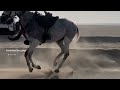 ونين بدوي طايح من ضهر ناقه وكسر عظم ساقه Explore Trend Fyp راشد الماجد خيل لاتزرفف 