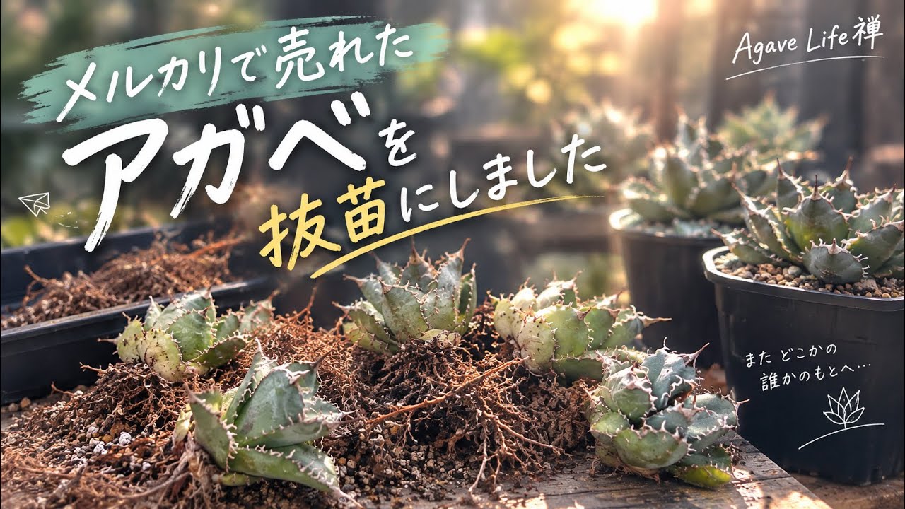 アガベ メルカリ販売 抜苗 - YouTube