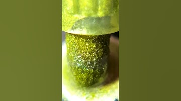 macro marker #asmr#closeup#slowmo#macrovideo   #shorts