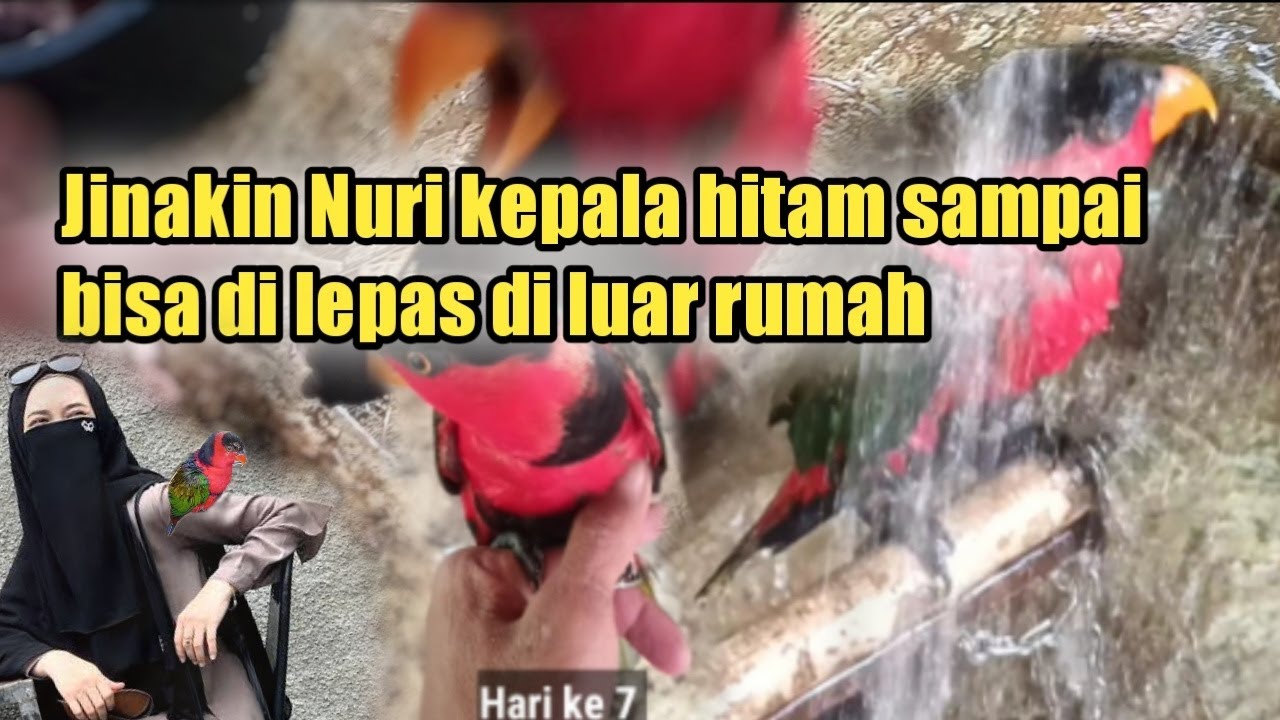 CARA MENJINAKAN BURUNG NURI KEPALA HITAM AGAR BISA LEPAS RANTAI DI LUAR RUANGAN #NURIJAYAPURA#PALTEM