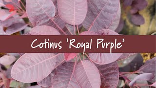 Cotinus 'Royal Purple' at Prides Corner Farms