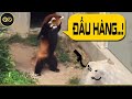 ️🏆GẤU TRÚC ĐỎ RED PANDA - Sinh Vật Đáng Mơ Ước Của Mọi Nhà Chứ Không Phải Bọn Mồn Lèo | KGH New