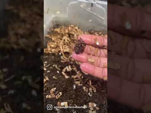 Video: Earthworm Vermicompost - Veelvoorkomende problemen met vermicompost