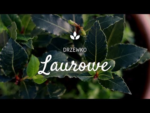 Wideo: Jak Leczyć Liście Laurowe