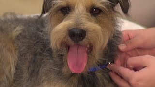 Top 10 Holiday Pet Hazards - Petco