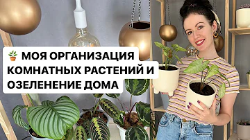 🪴 НЕПРИХОТЛИВЫЕ КОМНАТНЫЕ РАСТЕНИЯ// МАРАНТА// КАЛАТЕЯ// СИНГОНИУМ #комнатныерастения #суккуленты