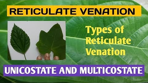 Venation -Reticulate Venation and its types.#venation,#reticulatevenation,#multicostate,#unicostate