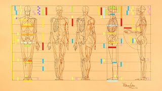 Human Body Proportions
