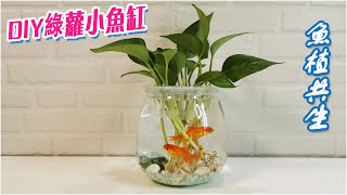 【DIY小魚缸】~綠蘿養在魚缸中，長得更茂盛啦！魚植共生 ... 