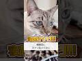 寝ている猫にドッキリしかけてみたw【保護猫ジルベール】 #cat #ネコ #保護猫
