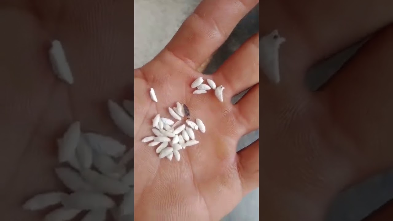 plastic rice