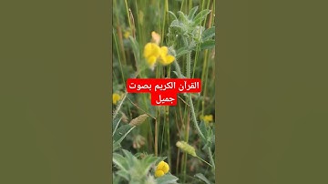 القرآن الكريم بصوت جميل #اكسبلور #قرآن #تيك_توك #quran #لايك #ترند #في #القرآن_الكريم #راحة_نفسية