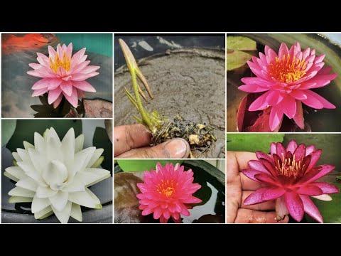 how to grow hardy water lily rhizome so that they often flower at home