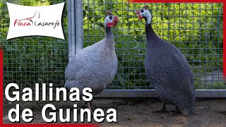 Características de la Gallina de Guinea o Pintada Común