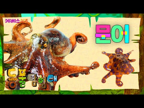 소중한 알을 지키는 문어ㅣ위대한 엄마 동물ㅣ모성애ㅣ파니파니 동물 탐험대ㅣKBS 방송