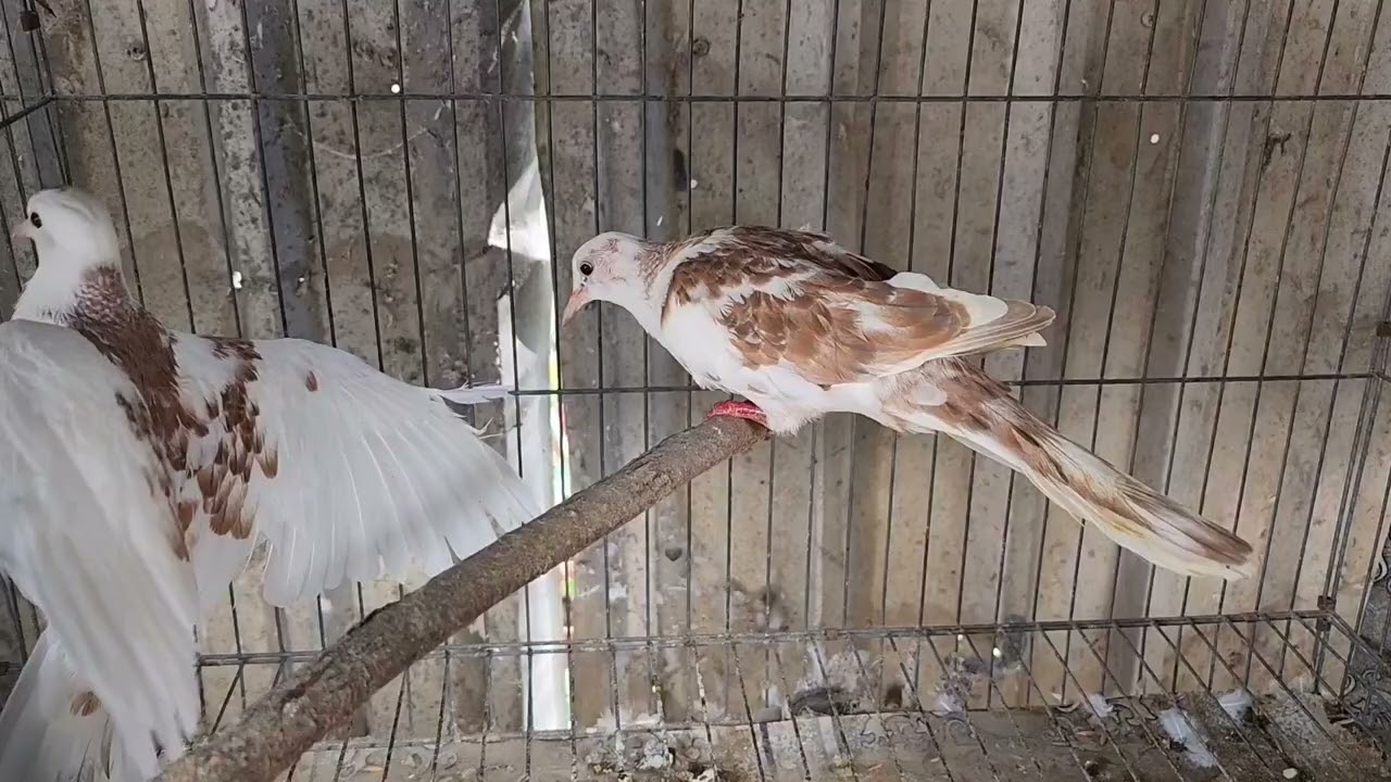 Cu gáy thái lan toàn bông đẹp gáy gù rồi từ 450k 1 cặp trở lên ship toàn quốc zalo 0788942477