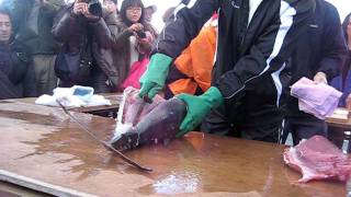 まぐろの解体ショー(2011三重紀北町 年末きいながしま港市)