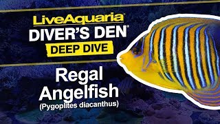 LiveAquaria® Diver’s Den® Deep Dive: Regal Angelfish (Pygoplites diacanthus)