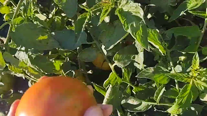picking harvesting tomatoes