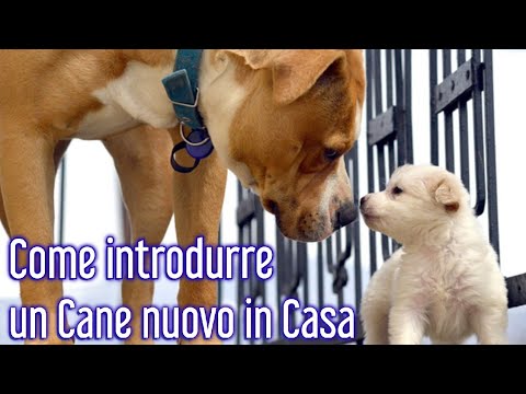 Video: Come introdurre un nuovo cucciolo in un vecchio cane