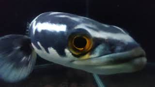 Tom 😎 Channa Micropeltes / Giant Snakehead