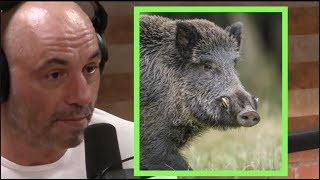Joe Rogan on Wild Pigs