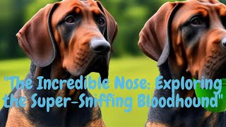 'The Incredible Nose: Exploring the SuperSniffing Bloodhound'