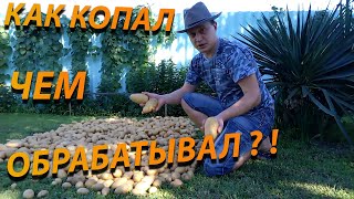 Шикарный урожай картофеля 2020 ! Акварин картофельный удивил!