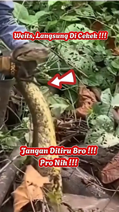 Ular Besar DiCekik !!! Berani DiTarik !!! Jangan DiTiru !!!