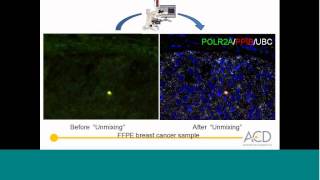 Multiplex RNA Biomarker Visualization in Cells, Fresh Frozen, and FFPE Tissue