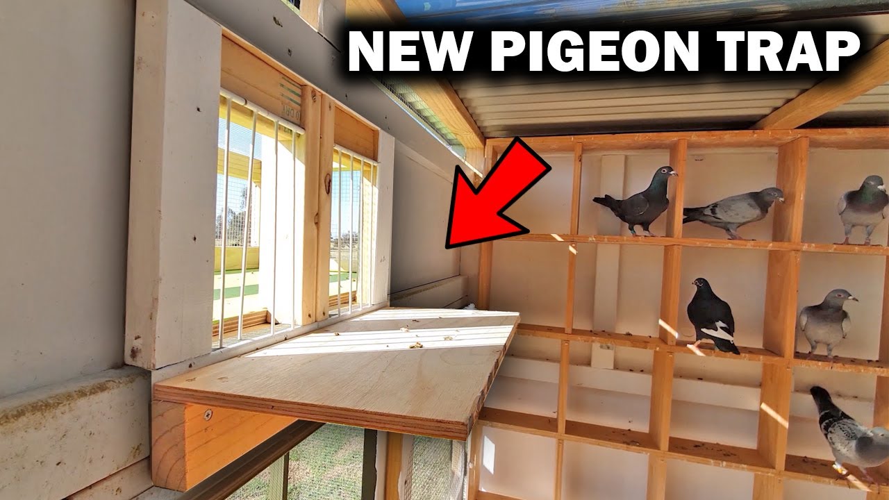 NEW PIGEON TRAP & FIRST USE 