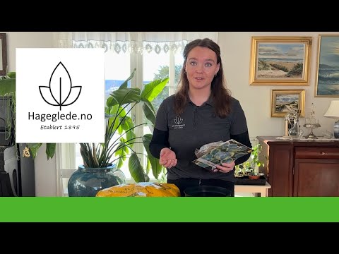 Video: Gule stauder - hvordan plante og dyrke dem