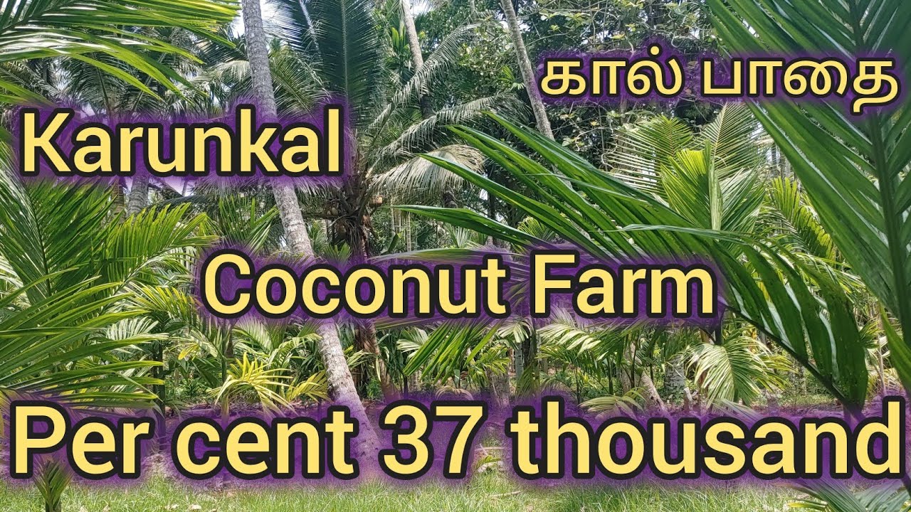 Project number 554. Karungal Coconut Farm For Sale YouTube
