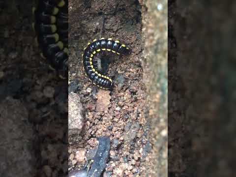 millipede part -