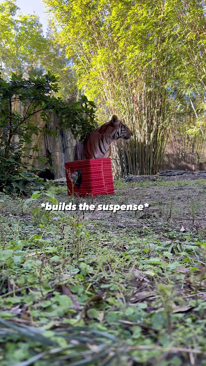 Mom Cinta Reveals Sex of Cub #2