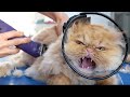 ANGRY PERSIAN CAT!! But she loves bathing ❤️🐱