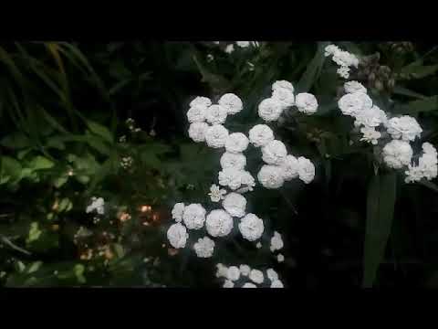 Video: Yarrow Dekorative