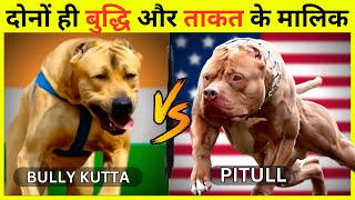 Bully Kutta vs Pitbull Who Will Win the Battle | Indian Dog Breed VS Foreign Dog Breed by Wildlife Claws 3,117 views 11 months ago 4 minutes, 52 seconds