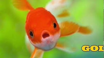 GOLDFISH INTRO