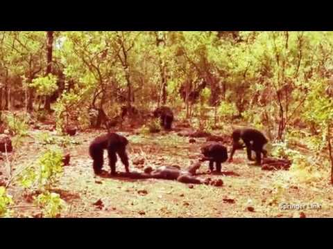 Video: Războiul îi Face Pe Cimpanzeii Fericiți și îi Unește - Vedere Alternativă