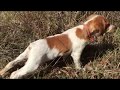 Epagneul Breton - A Hunting Dog Part. #1 The Beginnings