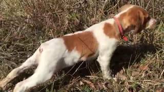 Epagneul Breton  A Hunting Dog Part. #1 The Beginnings