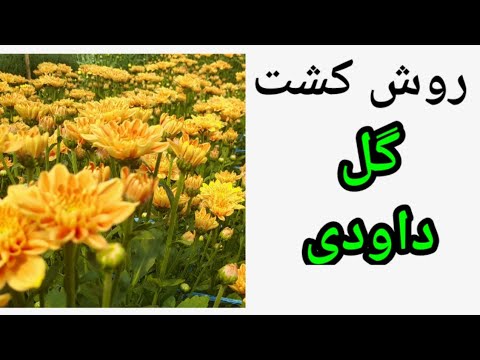 تصویری: نحوه پرورش زردچوبه (همراه با تصاویر)