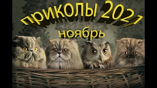 Смешные животные Ноябрь 2021 Приколы с животными Лучшие приколы приколы с котами